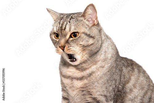 The Scottish cat isolated on a white background grins, is dissatisfied, screams. A cat with a disgruntled walrus photo