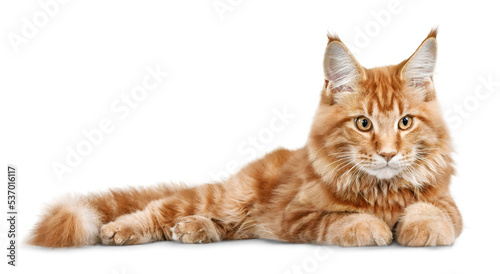 Leinwand Poster Adorable red cat isolated on white background