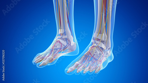 3d rendered medical illustration of the anatomy of the feet