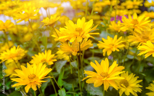 Yellow daisies grow in the meadow in summer 