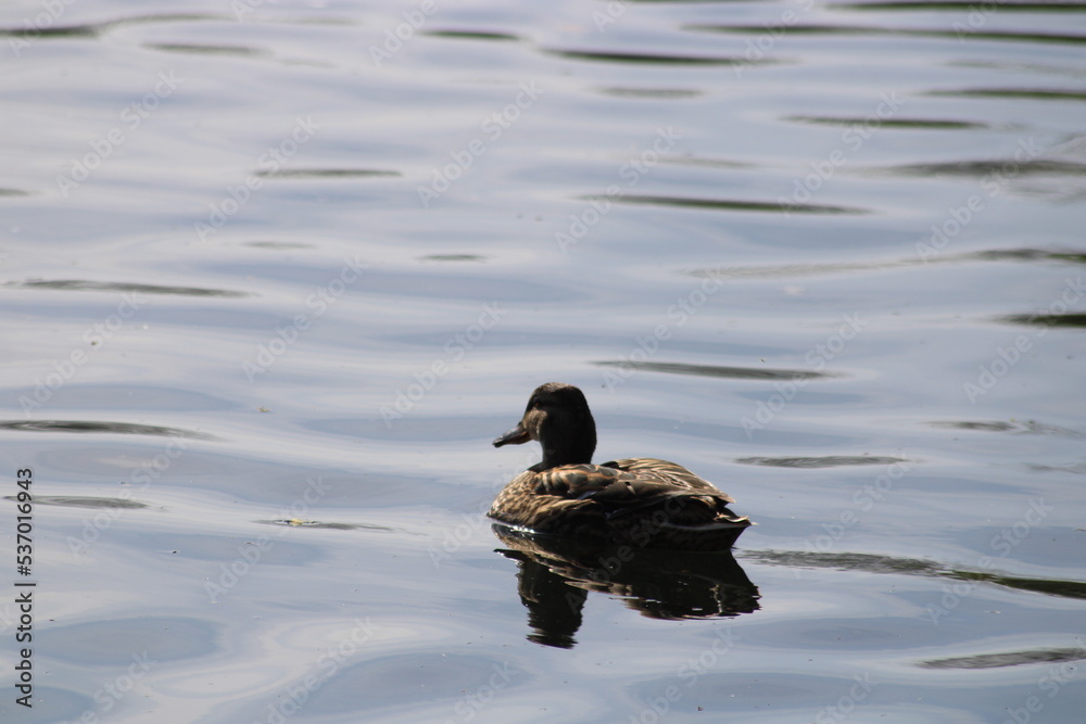 Fototapeta premium Duck swimming along a clear blue river with reflection of the sky in the water