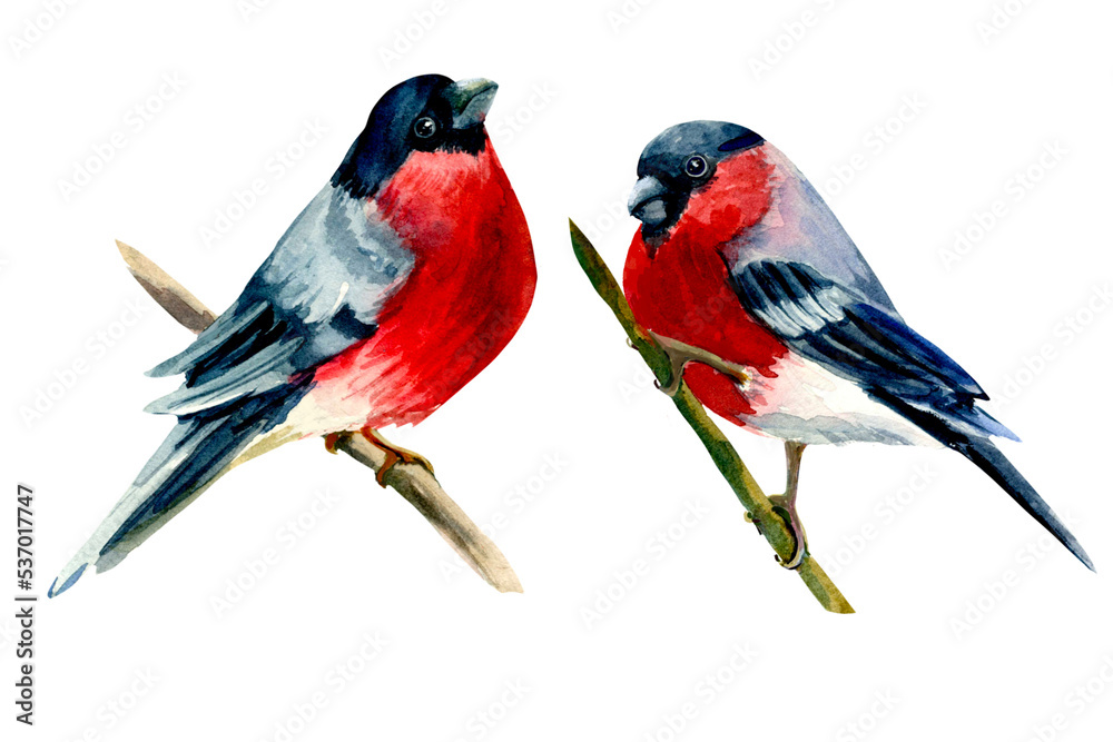 Two bullfinches on a white background