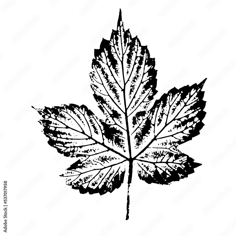 Realistic leaf of a herbaceous plant. Ink print of leaf texture ...