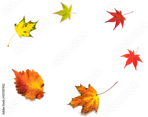 Flying autumn leaves on white background  round frame.
