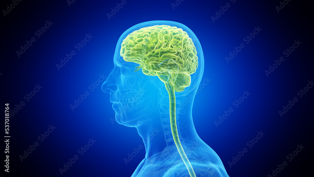 Obraz premium 3d rendered medical illustration of the brain and head nerves of a man