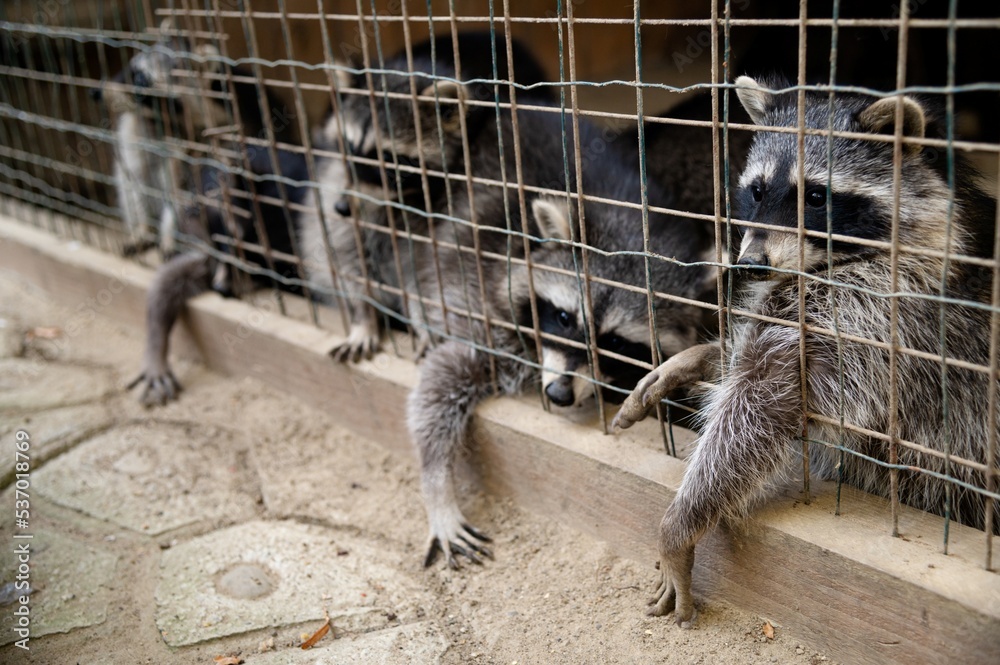 Foto Stock Five raccoons. Rehabilitation center for assistance and ...