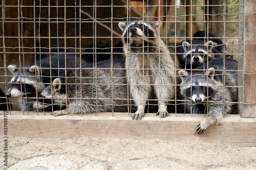 Five raccoons. Rehabilitation center for assistance and treatment of ...