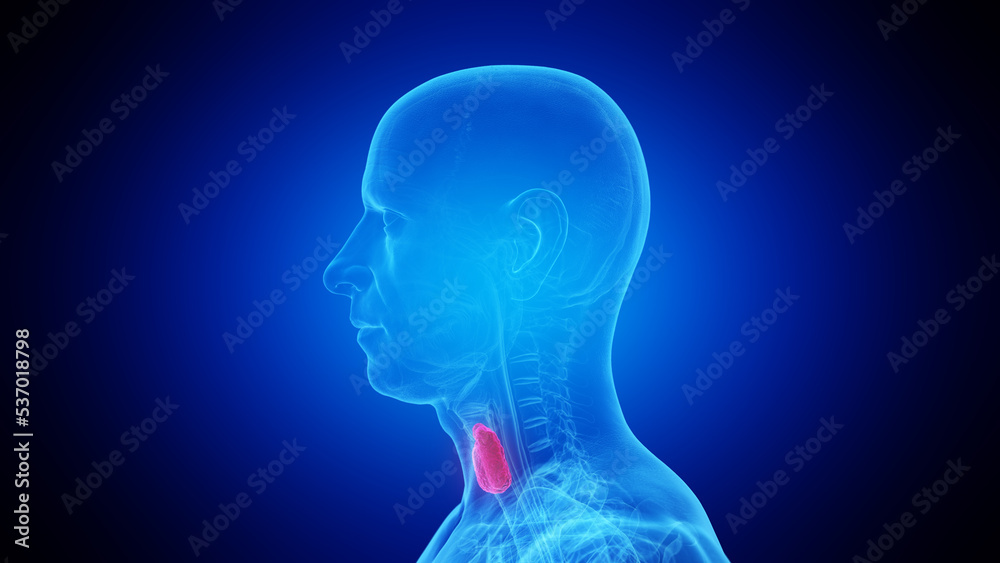3d rendered medical illustration of the thyroid gland 3d rendered medical illustration of the thyroid gland