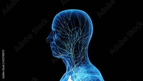3d rendered medical illustration of the lymphatic system of the head and neck photo