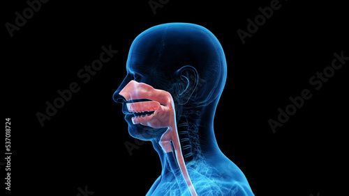 3d rendered medical illustration of the nasal and oral cavities