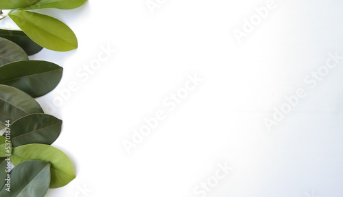 white background with green leaf decoration