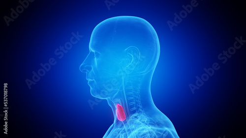 3d rendered medical illustration of the thyroid gland