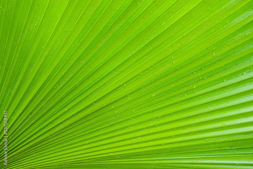 Green strip with shadow on green leaf of Fan palm tree for nature texture background concept idea