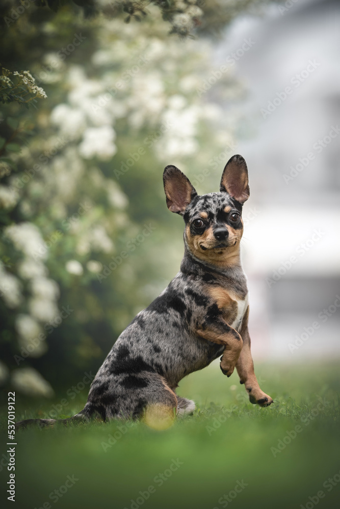 Cute merle mixed breed dog posing in urban landscape. Flowers background