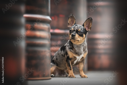 Cute merle mixed breed dog posing in urban landscape photo