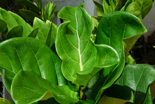 Fiddle fig leaves green in the garden on background.
