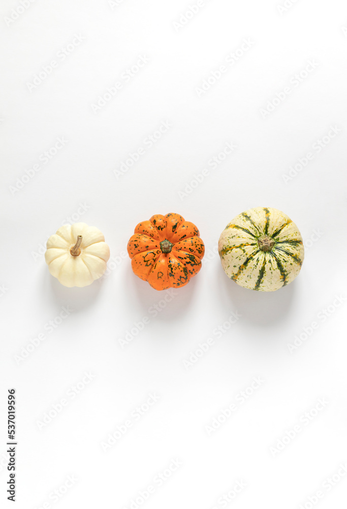 Different colorful pumpkins on the white background. Halloween or Thanksgiving concept top view Different colorful pumpkins on the white background. Halloween or Thanksgiving concept top view