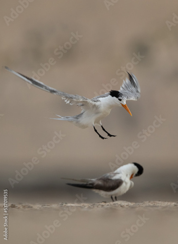 Lesser Crested Tern landing on ground at tubli, Bahrain