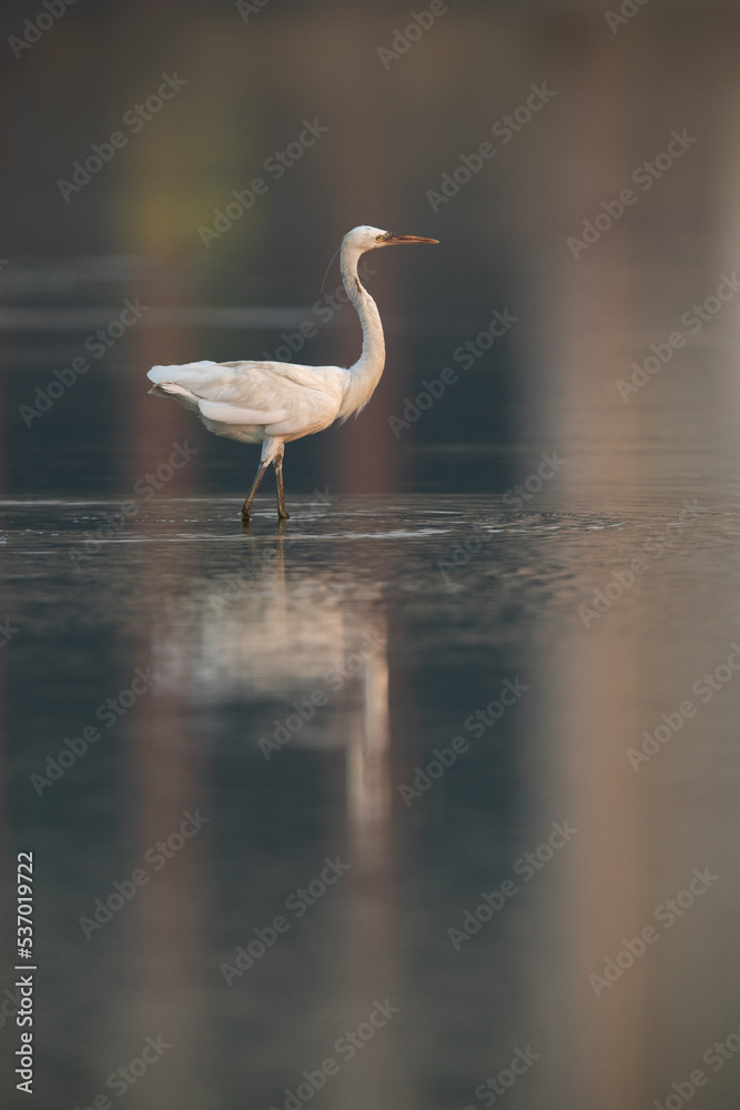 Naklejka premium Western reef heron and dramatic reflection, Bahrain