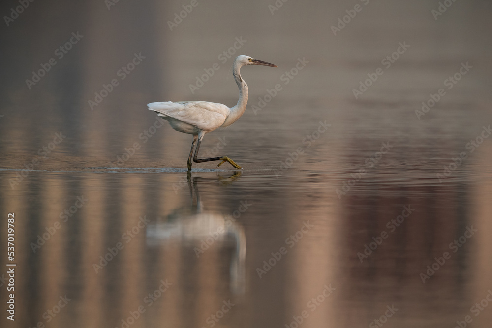 Western reef heron fishing with dramatic reflection on water, Bahrain Western reef heron fishing with dramatic reflection on water, Bahrain