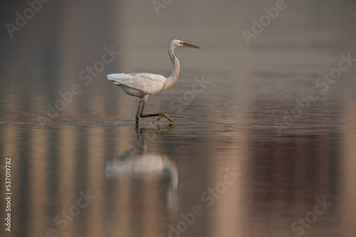 Western reef heron fishing with dramatic reflection on water, Bahrain