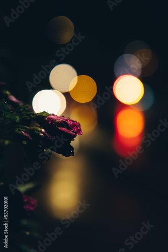 close up of a flower at night in the city