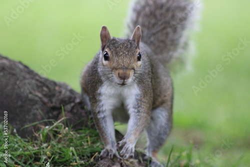 Squirrel roaming and looking for nuts in the park © Shay
