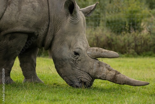 Closeup of a White rhino grazingin the green field photo