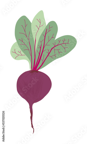 Fall vegetables - red beetroot