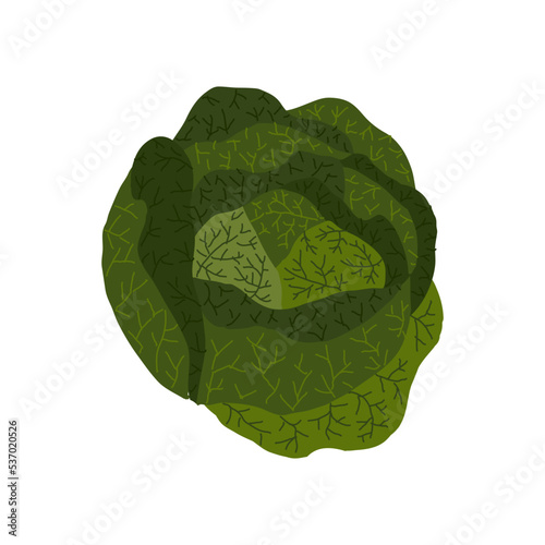 Fall vegetables - green cabbage