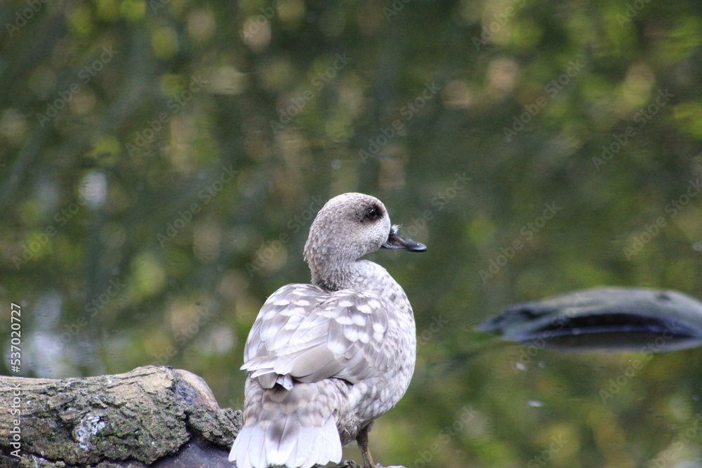 grey and white duck looking at the river