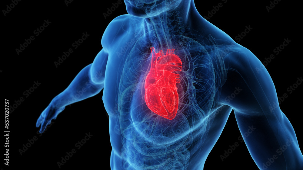 3d rendered medical illustration of the human heart highlighted in the chest