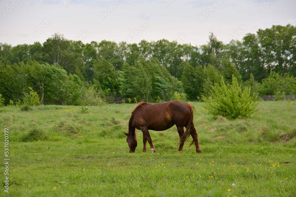 brown horse walking and feeding on the pasture isolated brown horse walking and feeding on the pasture isolated