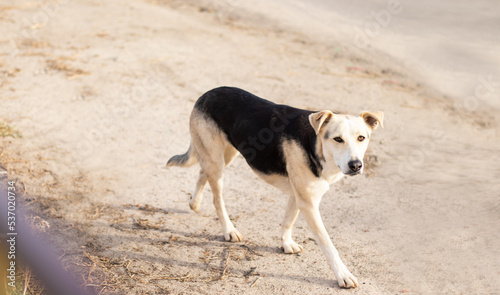 Big stray street dog running on the road looking at camera. Homeless dog. Animal protection concept