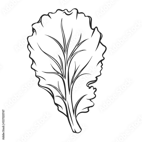 Outline falling Lettuce leaf vector illustration