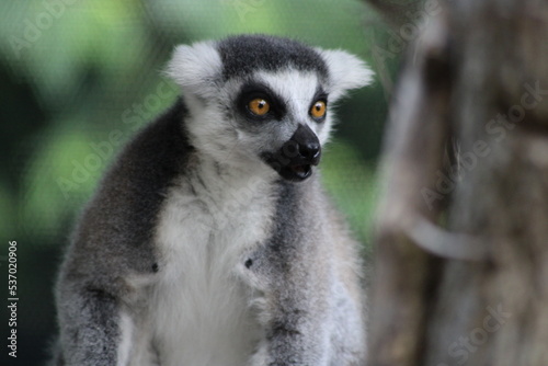 Lemur sitting on a tree looking around © Shay