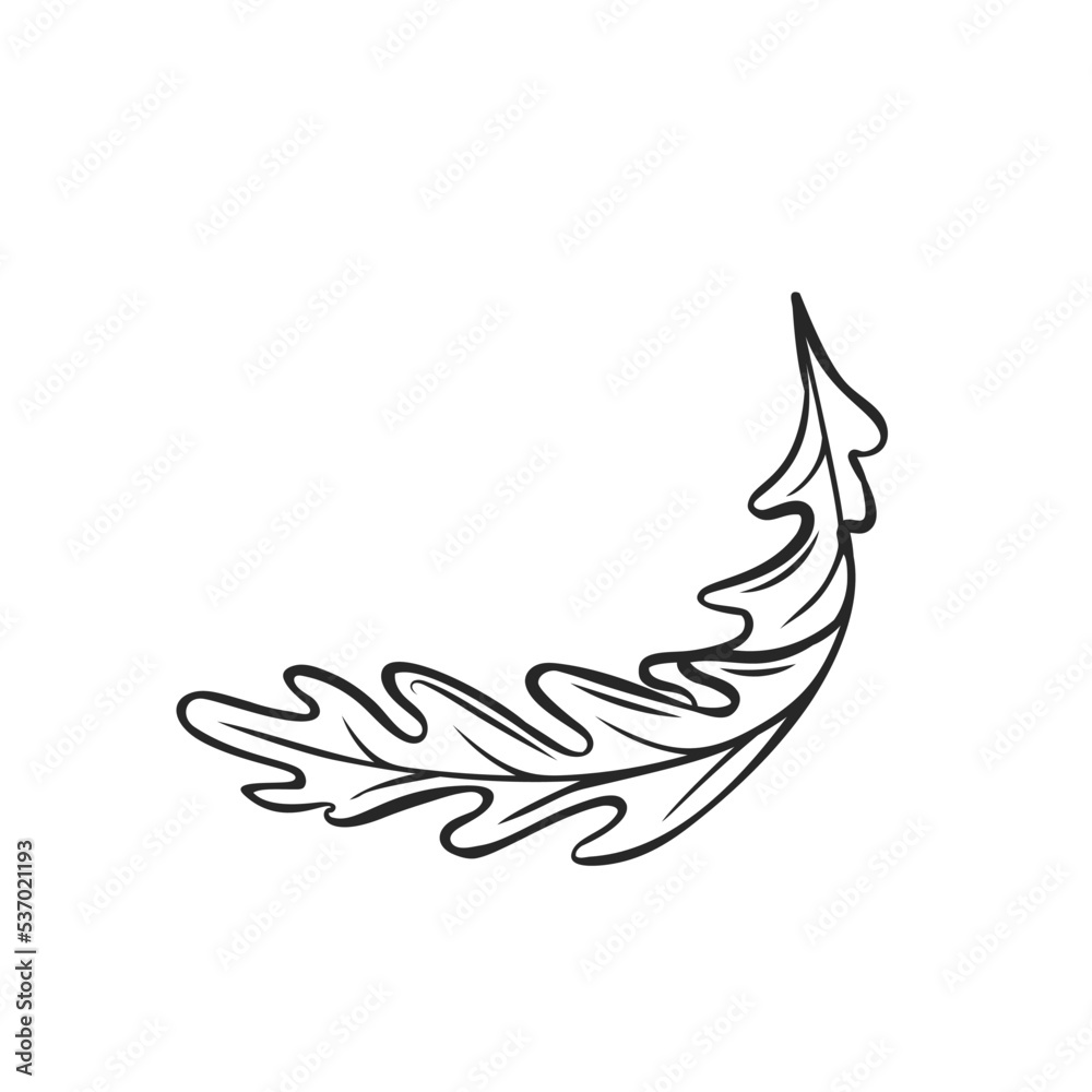 Outline arugula falling, levitating arugula, rocket, eruca, rucola vector illustration Outline arugula falling, levitating arugula, rocket, eruca, rucola vector illustration