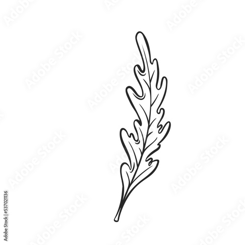 Outline arugula falling, levitating arugula, rocket, eruca, rucola vector illustration