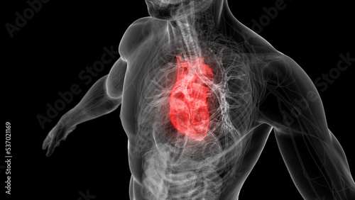 Schilderij op canvas 3d rendered medical illustration of the human heart highlighted in the chest
