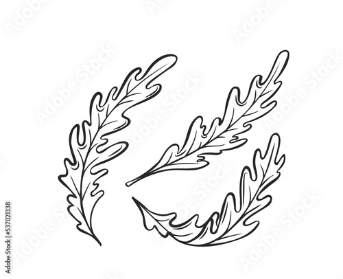 Outline arugula, levitating arugula, rocket, eruca, rucola vector illustration