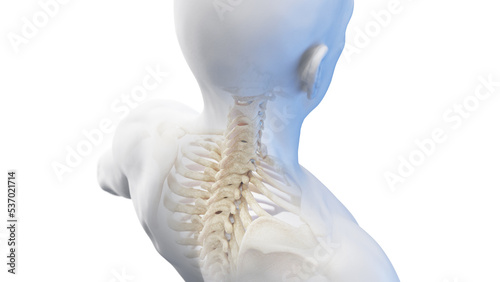 3d rendered medical illustration of a posterior view of the skeletal neck