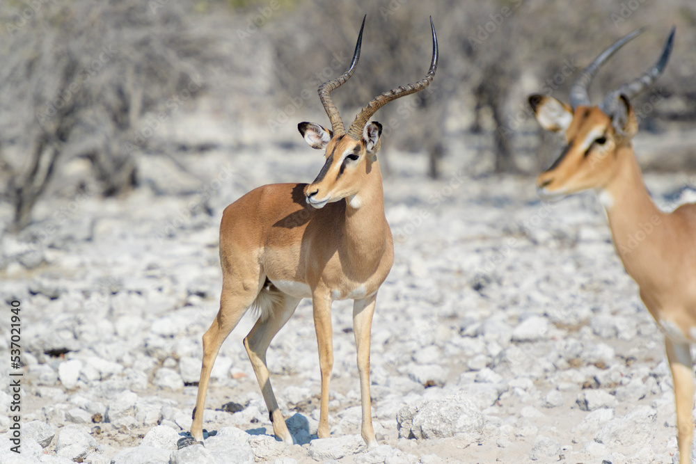 Black-faced Impala (Aepyceros melampus), at a waterhole, Etosha National Park, Namibia Black-faced Impala (Aepyceros melampus), at a waterhole, Etosha National Park, Namibia