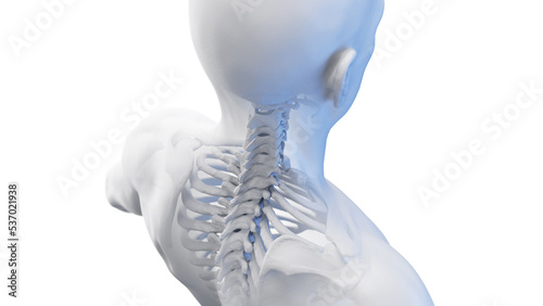 3d rendered medical illustration of a posterior view of the skeletal neck