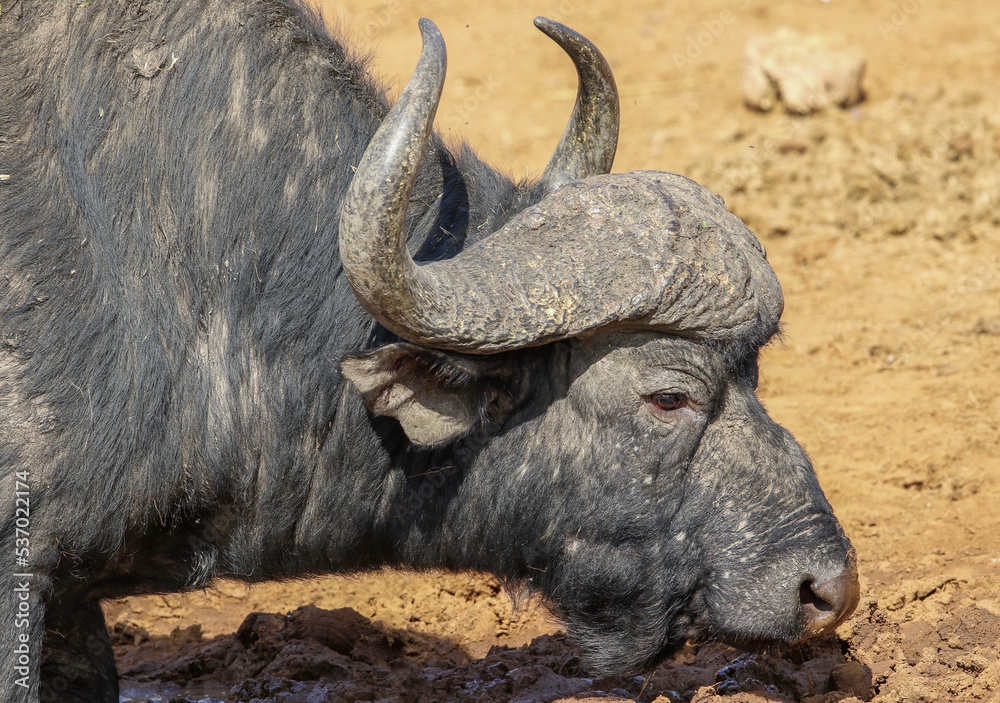 Cape or African Buffalo Bull, Pilanesberg National Park, South Africa Cape or African Buffalo Bull, Pilanesberg National Park, South Africa