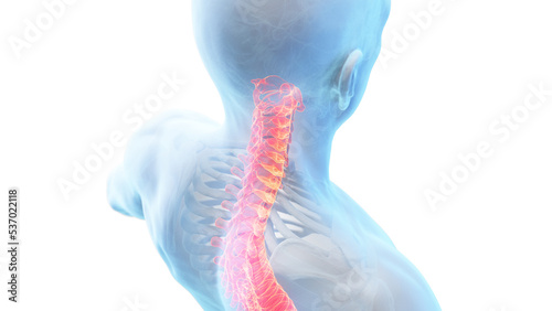 3d rendered medical illustration of a painful upper spine
