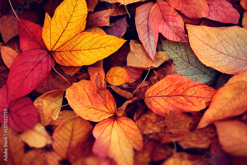 Bunte Blätter im Herbst auf dem Waldboden
