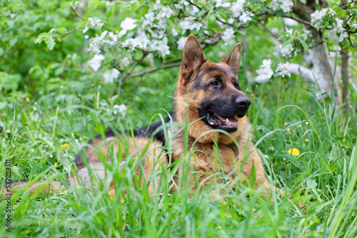 Beautiful German Shepherd dog is playing in the grass with flowers. German Shepherd puppy frolics in the grass, playing with flowers