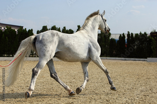Beautiful andalusian dressage horse runs in summer farm © horsemen