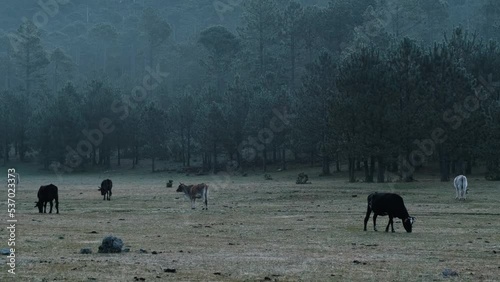 A herd of cattle graze the grass in front of a large pine forest in the early morning.