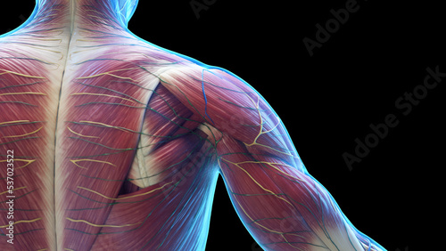 3d rendered medical illustration of the muscle anatomy of the shoulder